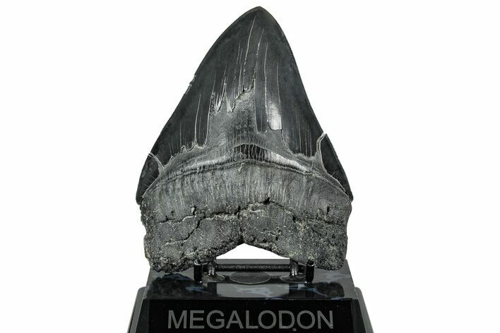 Serrated, Fossil Megalodon Tooth - South Carolina #324268